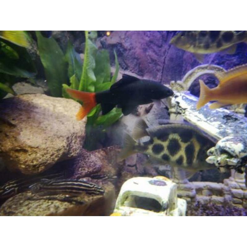 Epalzeorhynchos bicolor – Labeo bicolor VUURSTAARTLABEO