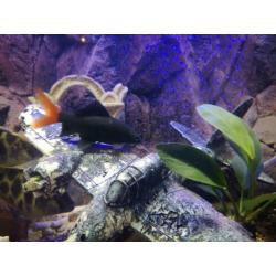 Epalzeorhynchos bicolor – Labeo bicolor VUURSTAARTLABEO