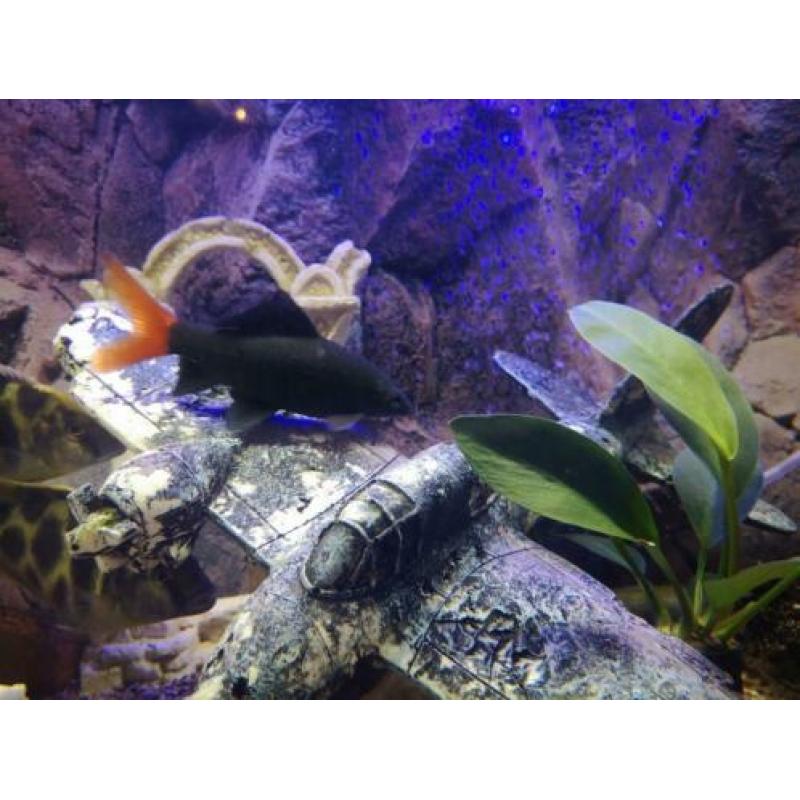 Epalzeorhynchos bicolor – Labeo bicolor VUURSTAARTLABEO