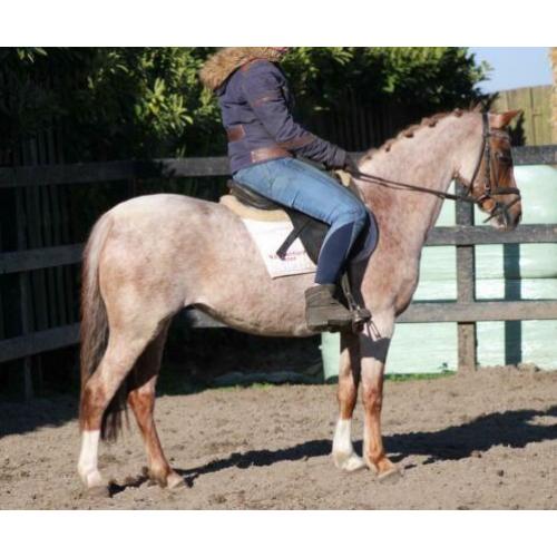 Super mooie gereden B pony