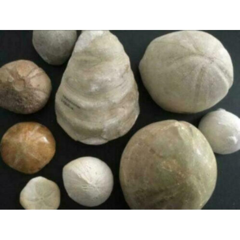 14 x fossiel versteend zee-egels, zeester, schelp, beenderen