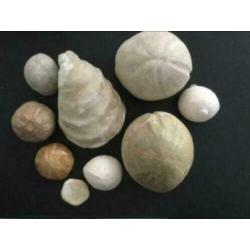 14 x fossiel versteend zee-egels, zeester, schelp, beenderen