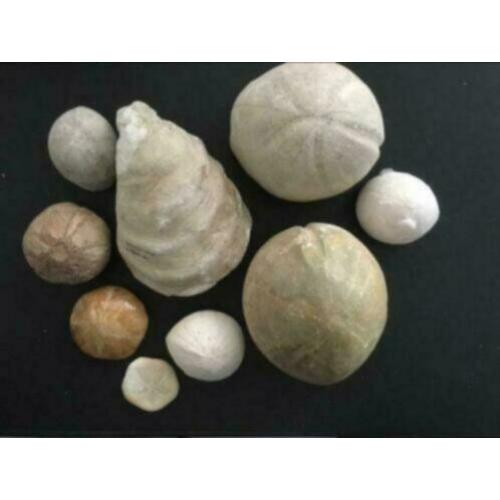 14 x fossiel versteend zee-egels, zeester, schelp, beenderen