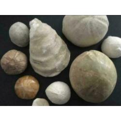 14 x fossiel versteend zee-egels, zeester, schelp, beenderen