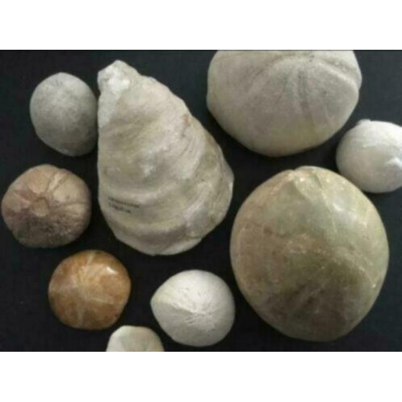 14 x fossiel versteend zee-egels, zeester, schelp, beenderen