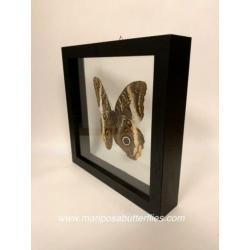 Caligo Atreus vlinder in dubbel glas lijst.