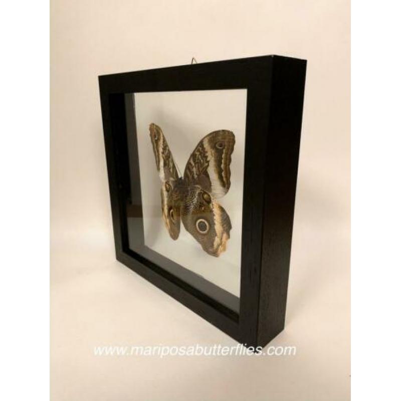 Caligo Atreus vlinder in dubbel glas lijst.
