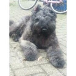 Ter dekking bouvier reu