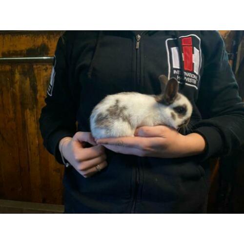 Mooie lieve konijntjes te koop