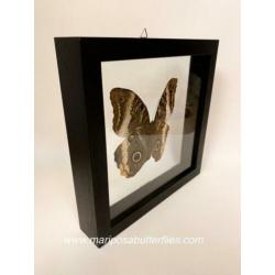 Caligo Atreus vlinder in dubbel glas lijst.