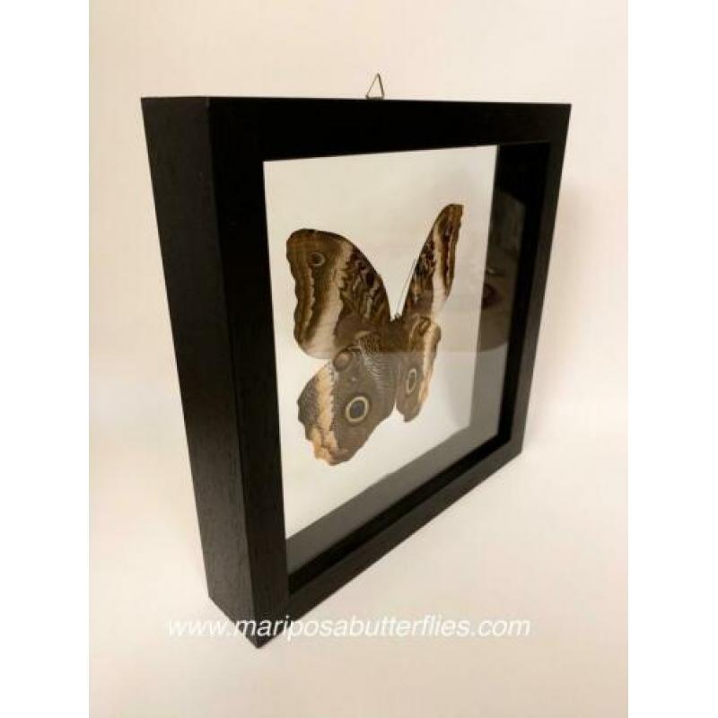 Caligo Atreus vlinder in dubbel glas lijst.