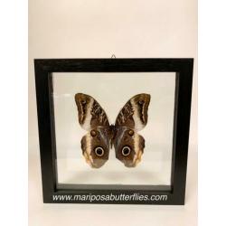 Caligo Atreus vlinder in dubbel glas lijst.