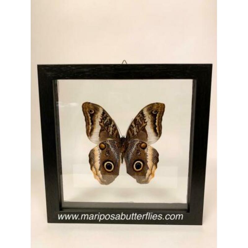 Caligo Atreus vlinder in dubbel glas lijst.