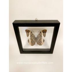 Caligo Atreus vlinder in dubbel glas lijst.