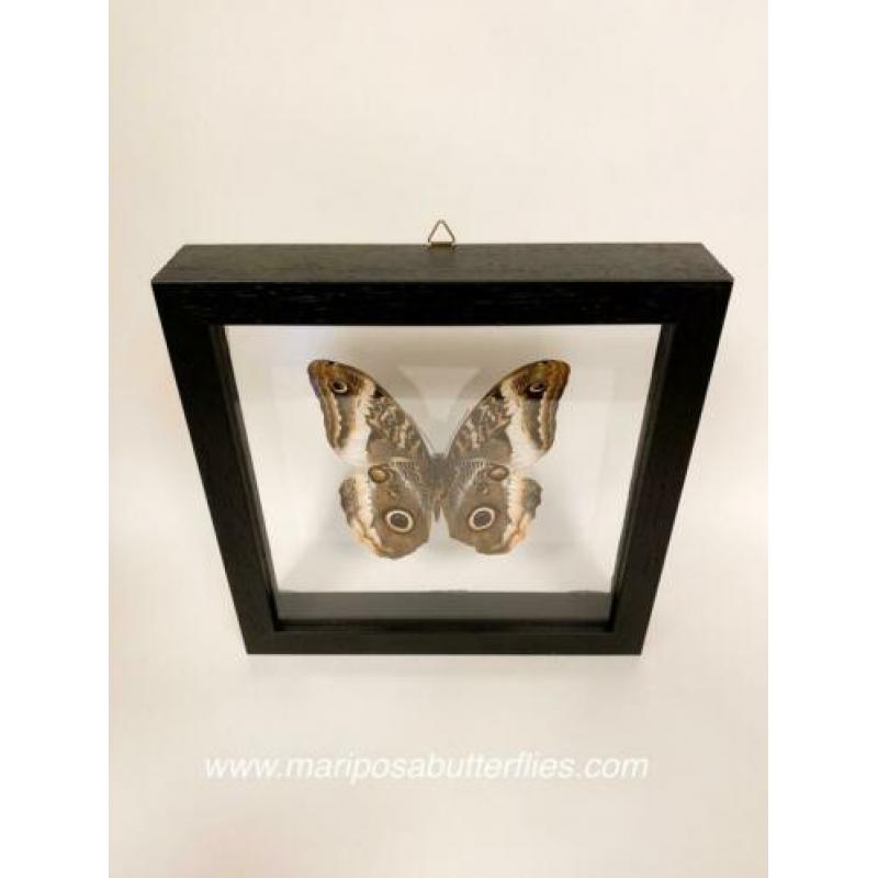 Caligo Atreus vlinder in dubbel glas lijst.