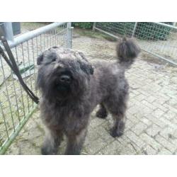 Ter dekking bouvier reu