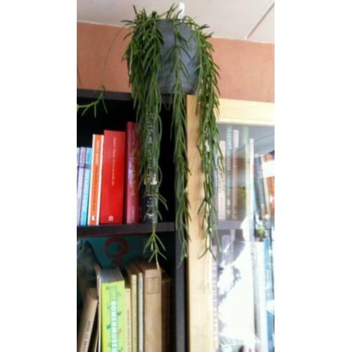 Gewortelde stekken Hoya linearis en Hoya bella