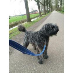 Ter dekking bouvier reu
