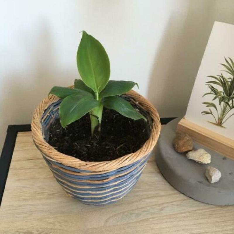 Bananenplant in gevochten mandje. ??