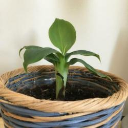 Bananenplant in gevochten mandje. ??