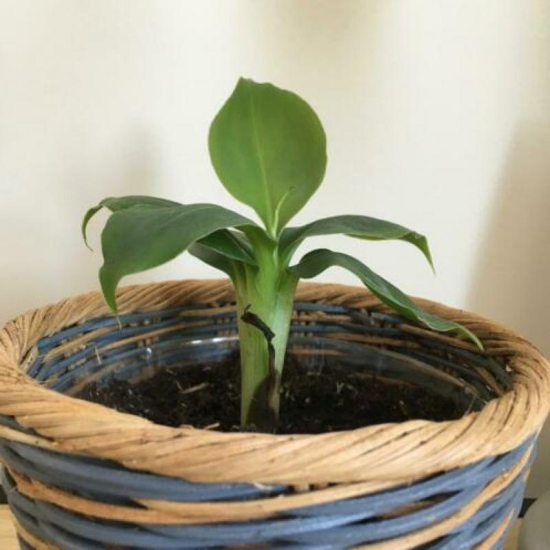 Bananenplant in gevochten mandje. ??