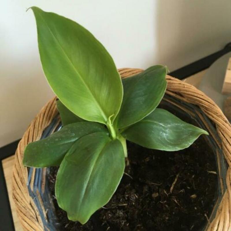 Bananenplant in gevochten mandje. ??