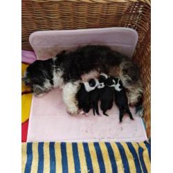 Boomer pups alle op dit moment gereserveerd!