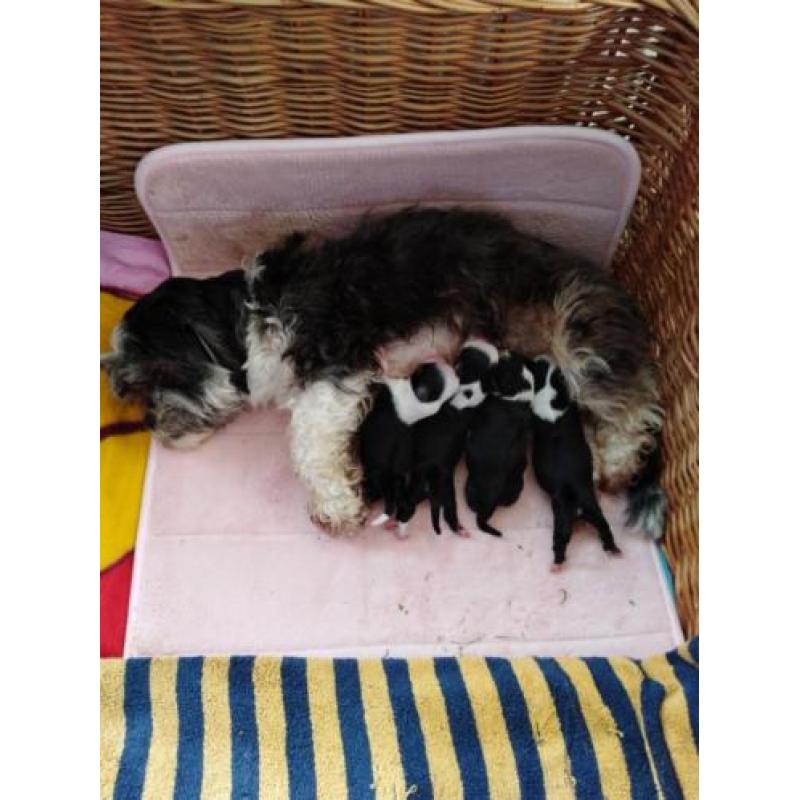 Boomer pups alle op dit moment gereserveerd!