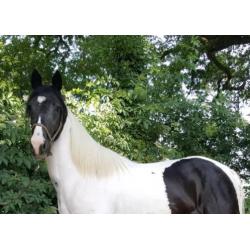 Schitterende HOMOZYGOTE zwart bonte 2 jarige hengst!