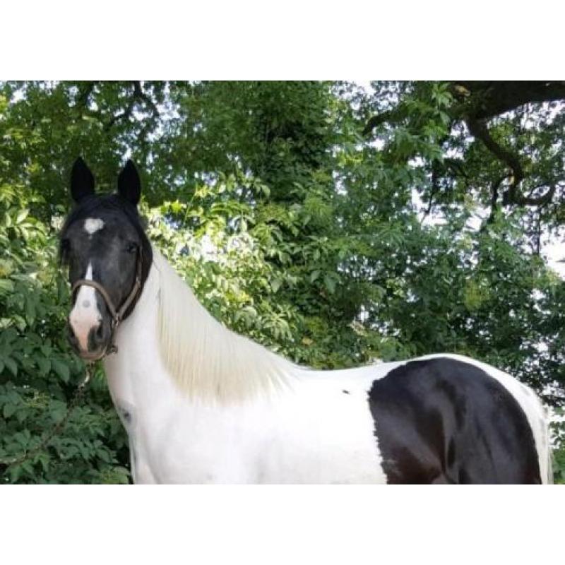 Schitterende HOMOZYGOTE zwart bonte 2 jarige hengst!