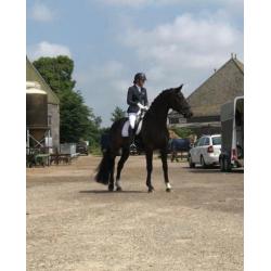 Te koop jonge paarden