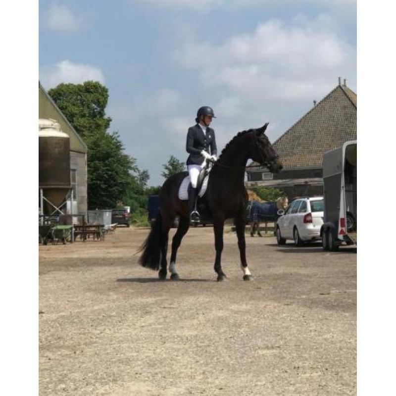 Te koop jonge paarden