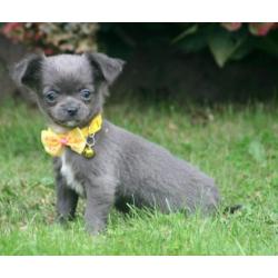 Leuke chihuahua pupjes te koop