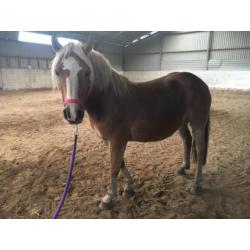 17 Haflingers onbeleerd te koop