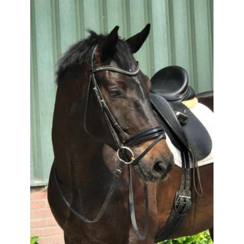 Te koop jonge paarden