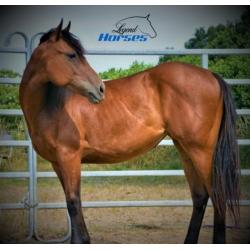 twee 2 jarige quarter merries met goede papieren + dekking