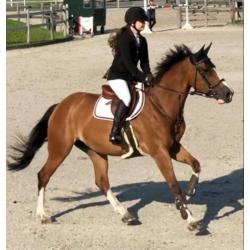Fijn springpaard