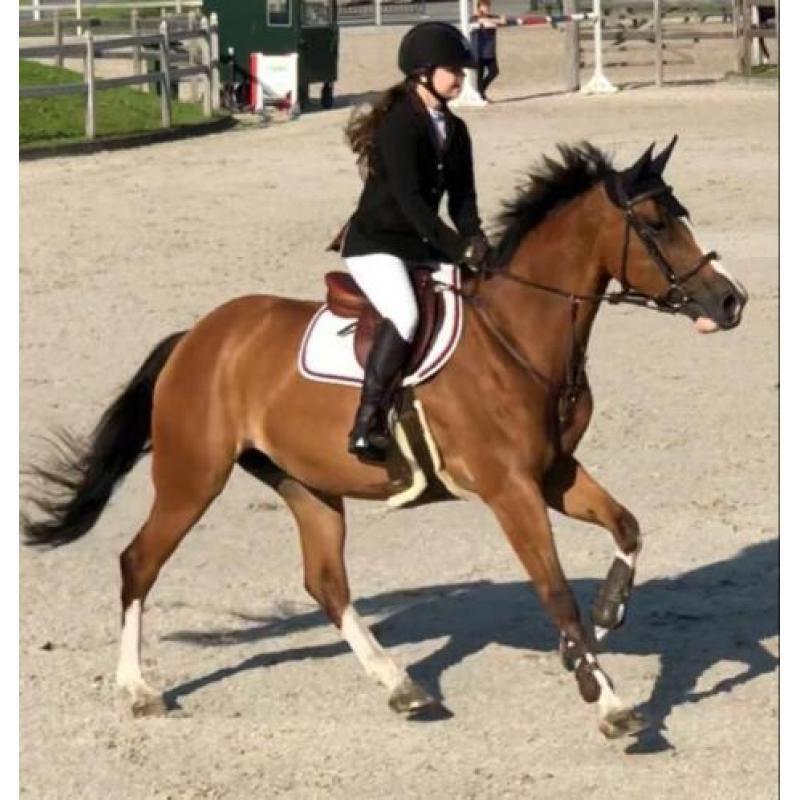 Fijn springpaard