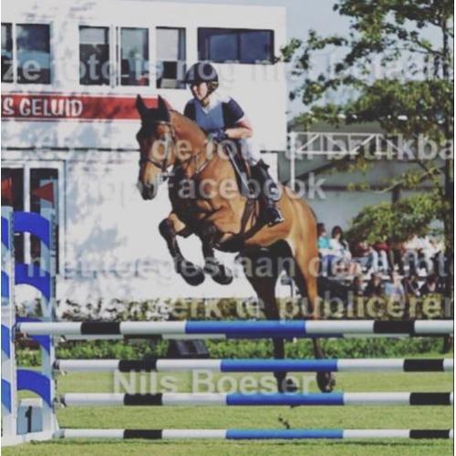 Braaf 6 jarig springpaard