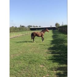 Twee merries te koop