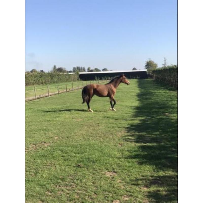 Twee merries te koop