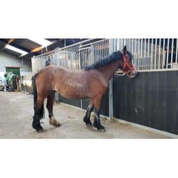 tinker merrie's en 2 jaarling hengsten