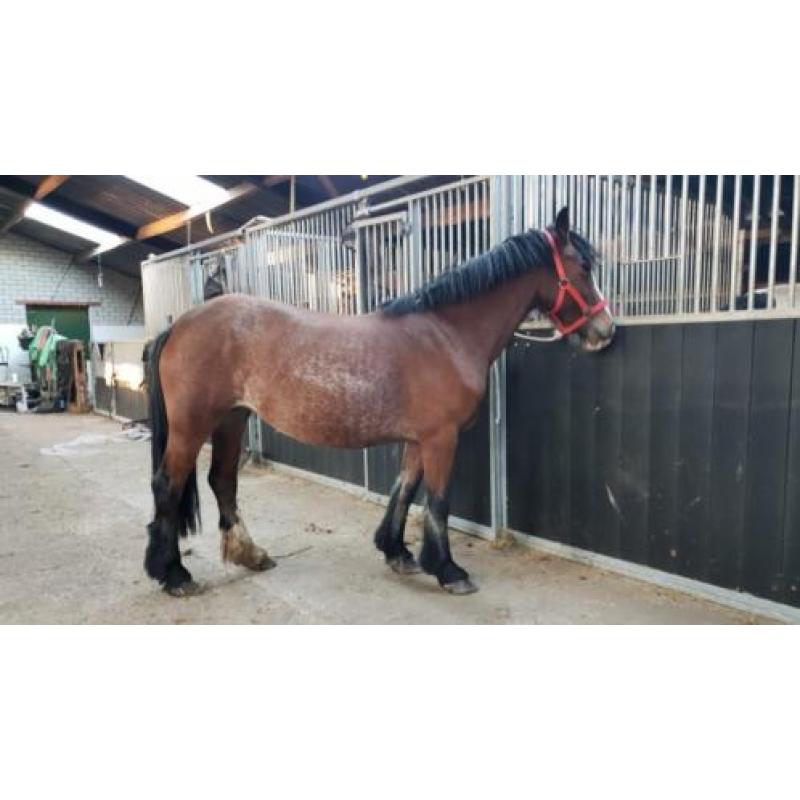 tinker merrie's en 2 jaarling hengsten
