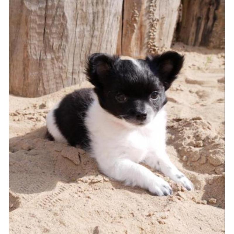 Prachtig pomchi teefje