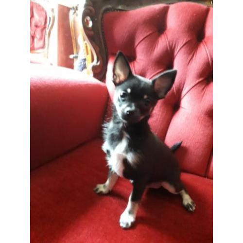 Pomchi pup reutje