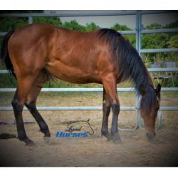 twee 2 jarige quarter merries met goede papieren + dekking