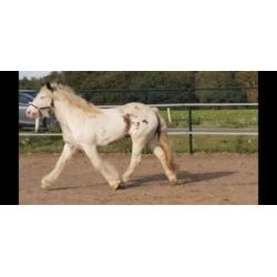 tinker merrie's en 2 jaarling hengsten