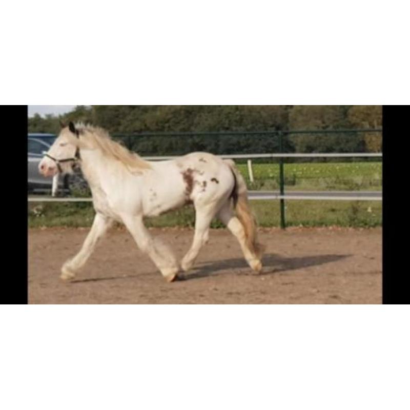 tinker merrie's en 2 jaarling hengsten
