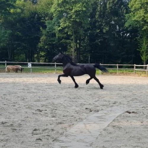 Super brave allround Friese merrie van 10jr te koop!