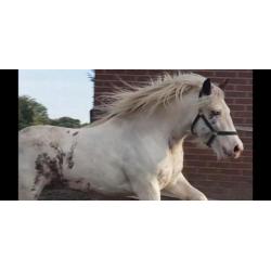 tinker merrie's en 2 jaarling hengsten